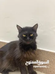  1 قطة شيرازية للتبني - Persian cat for adoption