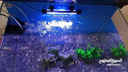  2 Fish tank with all accessories table and fish