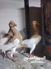  14 جواز يهودي نخب شغالات جاهزات للبيض مع فراخهن كوم كاما ماخذ جميع المطاعيم ومعقمات من الحشرات