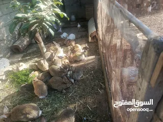  4 ارانب بلديه شغالة تربيه منزليه