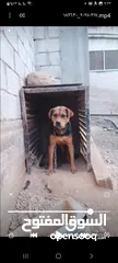  4 كلب هجين رت على جيرمن