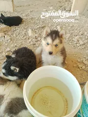  2 جرو هاسكي ذكرللبيع