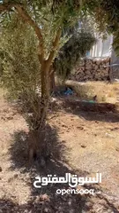  16 ارض للبيع او للمشاركة في استثمارها