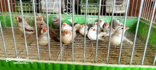  10 20 جوز فنقز و10 حبات كنار