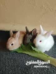  1 ارانب منزليه كيوت صغار