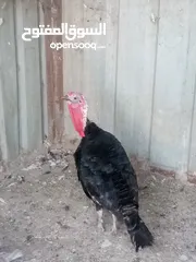  1 ديك حبش للبيع