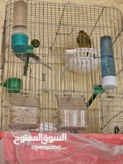  9 زوج كناري شغال +  5 طيور جنه ذكور شغالين