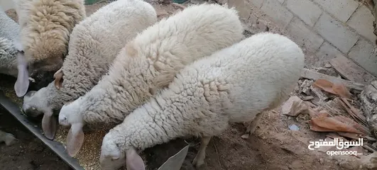  4 خرفان عساف نخب النخب آخر خروفين