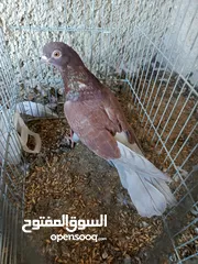  7 حمام للبيع
