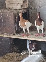  1 جواز مكابي نخب كله شغال