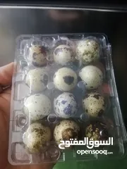  2 يتوفر بيض السمان ولحم طائر السمان طازج وجديد سعر 2500 للطبقه سعر جمله يختلف