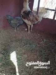  10 بسم الله الرحمن الرحيم متوفر دجاج مشكل نخب إقراء الوصف