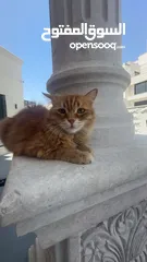  2 قط مكس شيرازي للتبني