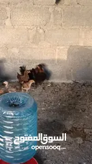  6 دجاج للبيع