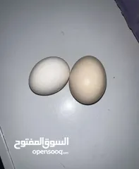  3 بيض بلدي طازج