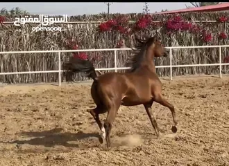  4 Arabic horse amazing