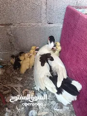  3 بط مصري كبار +كتاكيت