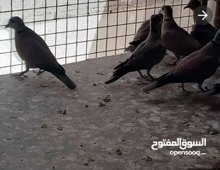  2 حمام إثيوبي للبيع