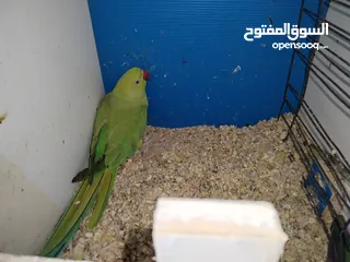  2 انثى طيرة ببغاء الدرة الهندي شاهد الفديو،كوكتيل روز فيشر كاسكو حب جنة كناري حسون امازوني فراخ