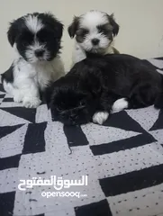  2 Shih tzu puppies