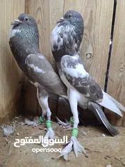  2 ازواج حمام زينة شوف التفاصيل