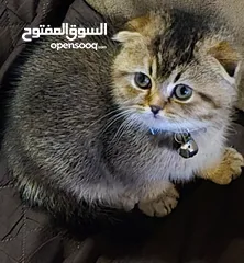  1 قط سكوتش فولد بيوور شهرين بسعر لقطة - Scottish fold kitten for sale