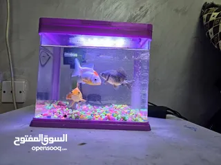  1 Fish Aquarium Without fishes