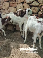  6 متاح طقم شعاري عجمي نخب اول