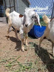 1 ماعز ومعزه محلى خالى من الأمراض