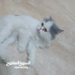  4 قط للبيع سكوتش