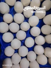  4 لبن غنم طازج ونظيف شغل ألف ألف