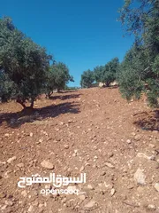  20 مزرعة للبيع من اراضي غرب عمان  منطقة البصة (ابو السوس ) للبيع بسعر مغري