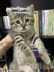  8 قطط صغيرة / kittens قطط منزلية