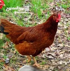  1 طيور سمان ودجاج رود ايلاند الأحمر الأمريكي