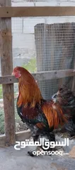  5 دجاج بلدي للبيع