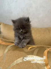  2 قطط للبيع عمرهم شهر و نص الام هملايا و الاب بريتش