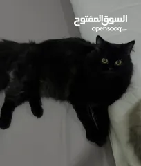  3 For adoption للتبني