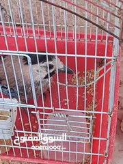  2 طائر القيق الاوراسي مع بطه