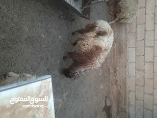  2 حلال للبيع