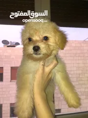  2 4 كلاب فرينش  للبيع