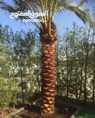  11 ابو حسين الاهوازي لصيانه جميع انواع النخيل و النباتات و الاشجار
