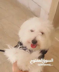  2 كلب مالتيز