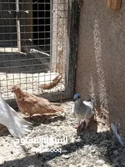  8 فراخ حمام البيع