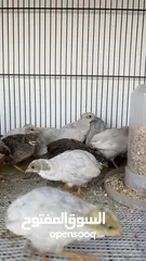  7 سمان ملكي / سمان صيني button quail  King quail
