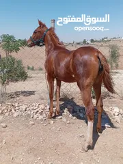  1 مهرة للبيع