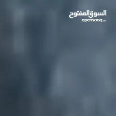  1 محتاج كلب (للتبني)