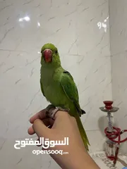 6 ببغاء الدره