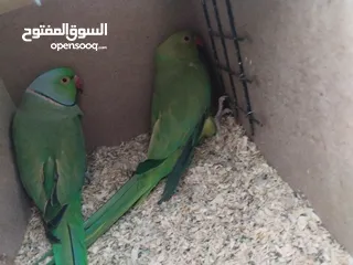  2 جوز درة  هندي اخضر  سوبر جامبو  صحه ونظافه جاهز للانتاج باذن الله  فقط 135 السعر حرق