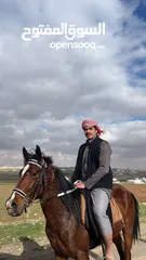  2 حصان (خيل) صاغ سلم العمر سنتين ونصف