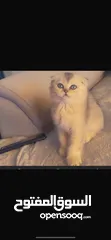  1 سكوتش فولد